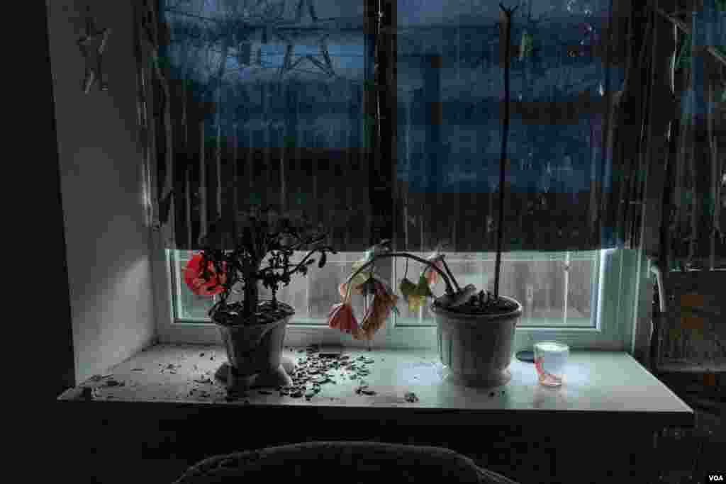 Dying plants are seen after residents abandoned this apartment in Chasiv Yar, Ukraine, on April 7, 2023. (Yan Boechat/VOA)