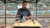 Un migrante venezolano se reinventó como pescadero en Chile y ahora es viral en TikTok