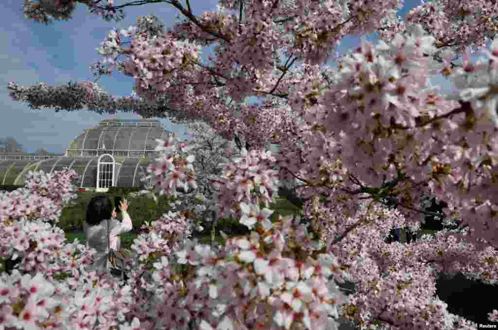 A person views cherry blossom ahead of the 'Sounds of Blossom' event at Kew Gardens in London.