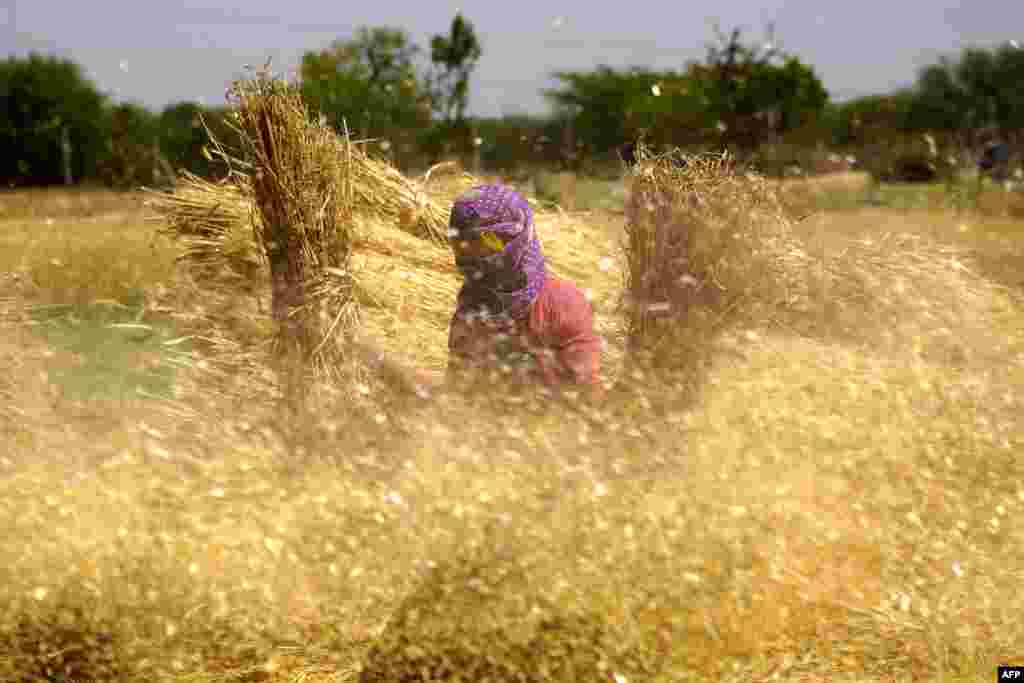 A woman farmer threshes sheaves of harvested wheat crops at a village on the outskirts of Ajmer, India.