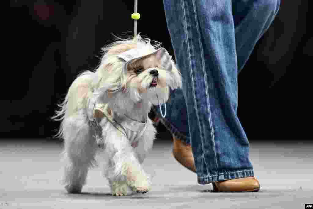 A model walks a dog at a pet fashion show during the Pet joy Fashion week 2024 at the Yangpu district in Shanghai, China.