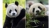 “熊貓熱”回歸：華盛頓國家動物園年底前將再次迎來兩隻大熊貓