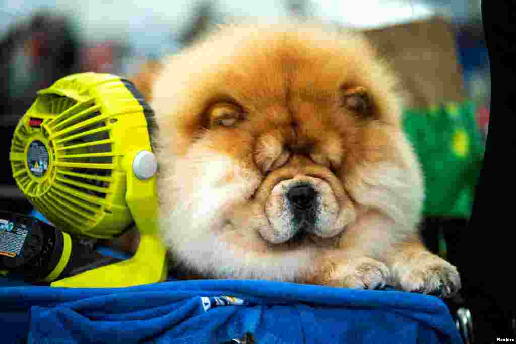 Quan, a Chow Chow from New York, cools down before competing during the 148th Westminster Kennel Club Dog Show at the USTA Billie Jean King National Tennis Center in New York City, May 13, 2024.