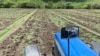 Productores agropecuarios trabajan la tierra en una zona ganadera de Venezuela. Archivo.