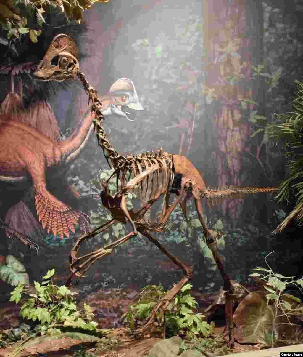 Dinosaurus baru ini, yang diberi nama “ayam dari neraka,” adalah T. rex kontemporer. Tiga bagian kerangka Anzu wyliei yang terawat dengan baik ditemukan di North Dakota dan South Dakota, di Hell Creek Formation. Dinosaurus yang mirip burung tersebut tingginya mencapai 1,5 meter, dan panjangnya 3,5 meter dari moncong hingga ekornya, dan beratnya mencapai 300. (Carnegie Museum of Natural History)
