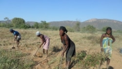 Camponeses querem travar o ProSavana