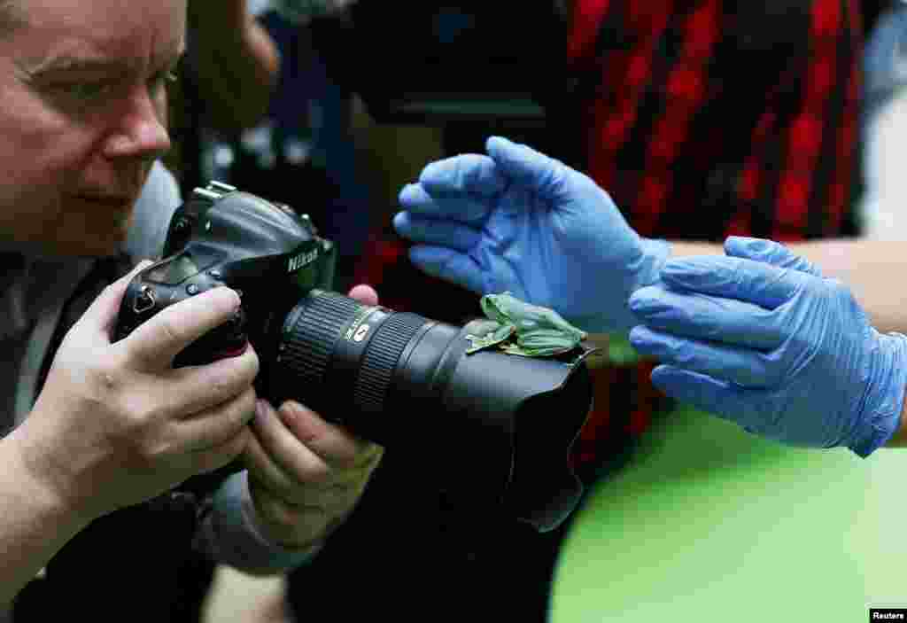 A fleas flying tree frog sits on a photographer's lens during a photocall for the annual weigh-in at London Zoo.