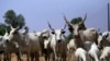 Miyatti Allah Ta Damu da Satar Dabbobi da Fulani a Najeriya