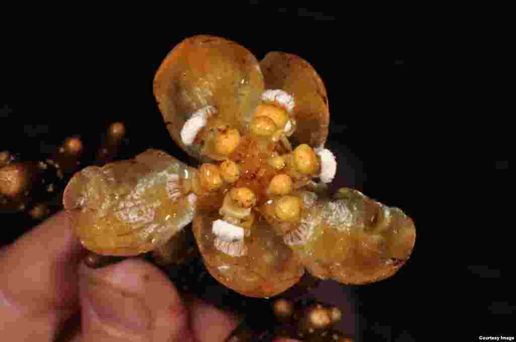 Umbi unik Balanophora coralliformis yang ditemukan di Filipina ini mirip seperti batu karang atau koral. Tanaman ini, yang mendapatkan nutrisi dari tanaman lain, hanya ditemukan di lereng Gunung Mingan. (P.B. Pelser & J.F. Barcelona)