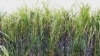 Angola: 48 hectares de cana-de-açúcar ardem em Malanje