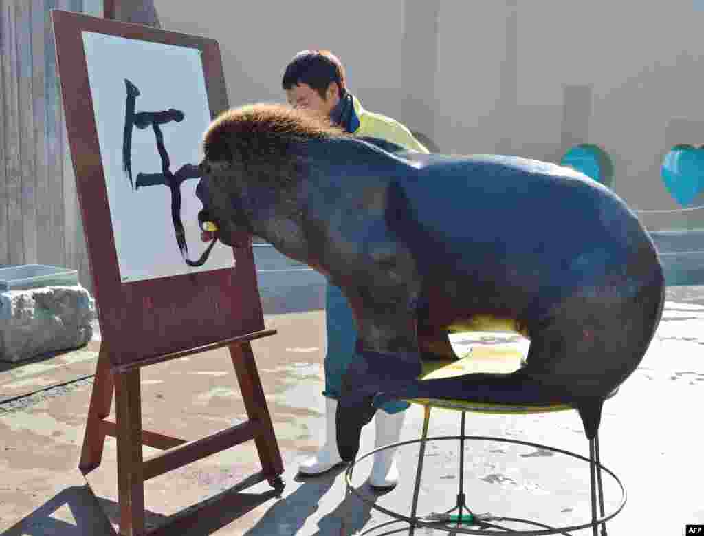 Sea lion "Jay" paints a Chinese character reading "the horse" to practice his calligraphy as part of his New Year's Day attraction at the Hakkeijima Sea Paradise aquarium in Yokohama, suburban Tokyo.The event, marking the forthcoming Chinese lunar calender "Year of the Horse", will be held as part of a New Year's attraction until the end of January.