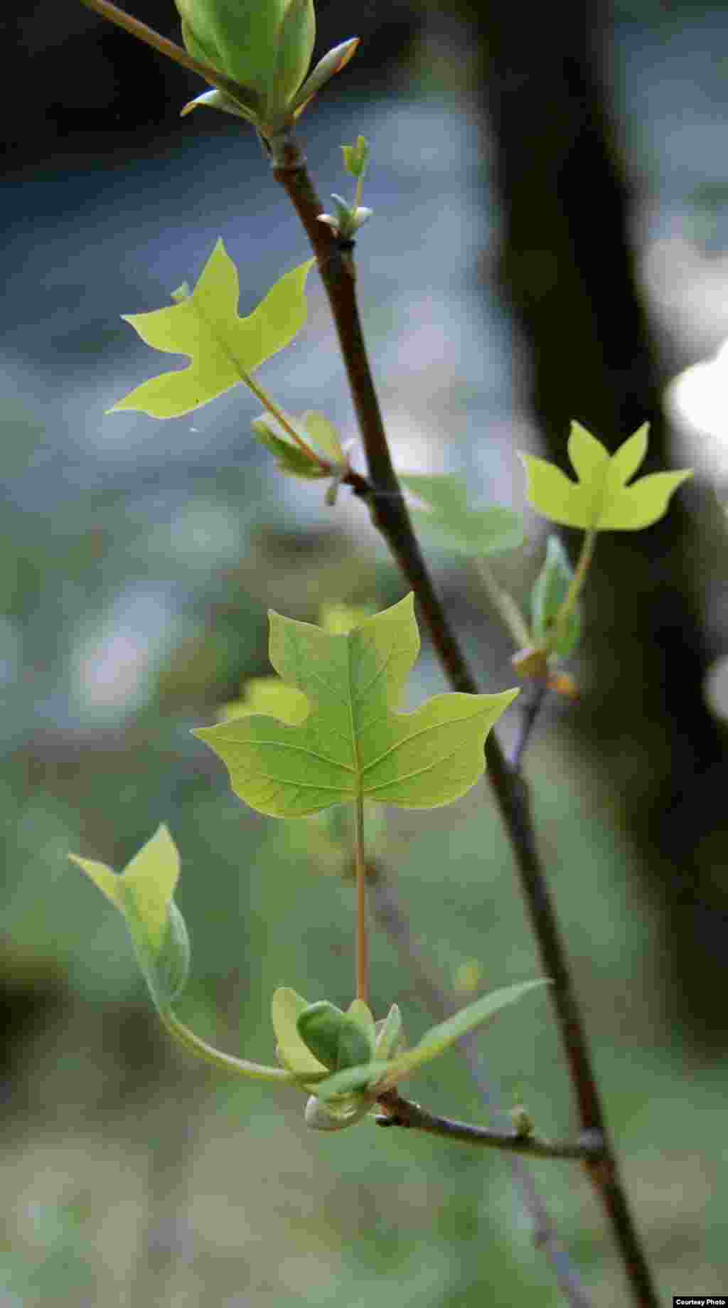 Daun-daun tulip poplar tumbuh pada musim semi menyusul kebekuan di musim dingin pada Hutan Memorial Joyce Kilmer di Robbinsville, North Carolina. (Amy Zanne)