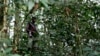 UN: Peacekeepers, Congo Army to Resume Joint Fight Against Rwandan Rebels