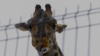 Benito The Giraffe Goes on 40-hour Road Trip to Find Warmth, Maybe a Mate, in Central Mexico