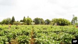 Kwanza Sul quer apurar níveis de produção agro-pecuária