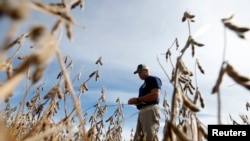 Seorang petani memeriksa lahan kedelainya di Minooka, Illinois, AS, 24 September 2014. (Foto: Reuters)