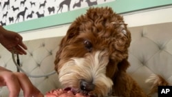 San Francisco Dog Restaurant