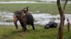 Cari Makan ke Luar Hutan, 7 Gajah Mati Tersengat Listrik