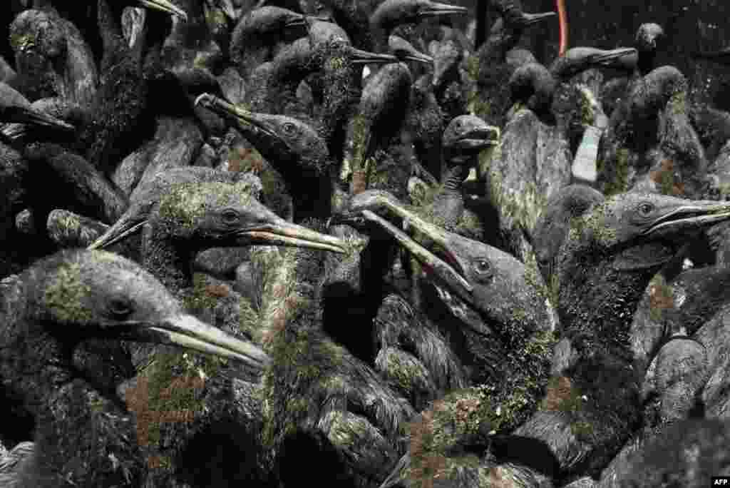 Beberapa dari 1.200 anak burung langka Cape Cormorant sedang dirawat setelah diselamatkan dari Pulau Robben di Yayasan Afrika Selatan untuk Konservasi Burung Pesisir (SANCCOB), di Cape Town. (Foto: AFP) 