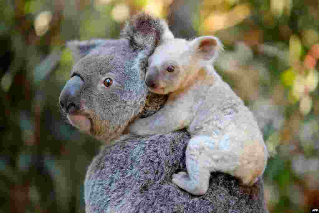 This handout from the Australia Zoo shows a white koala joey on her mother Tia at the Australia Zoo on Queensland's Sunshine Coast.