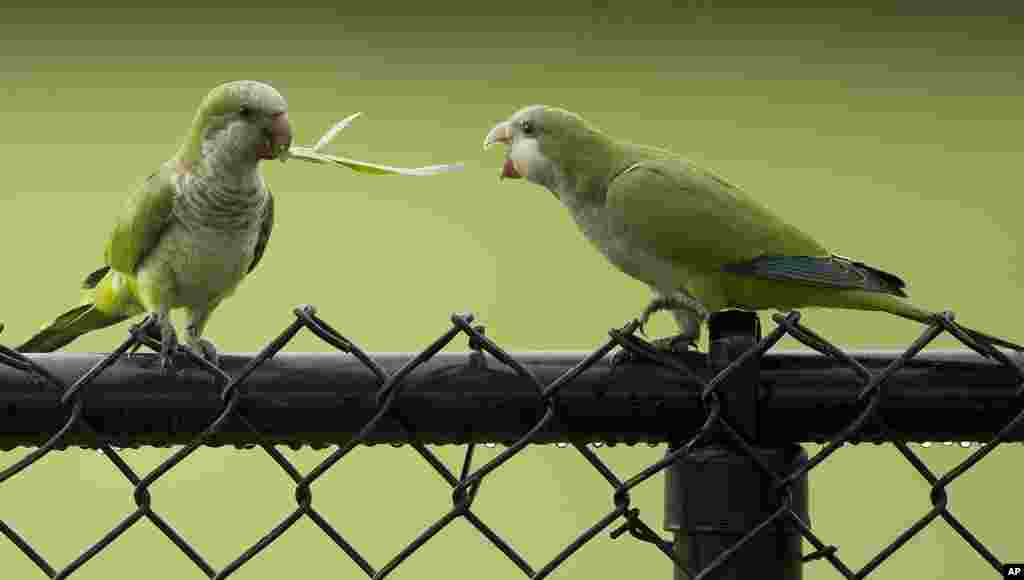 Two feral monk parakeets fight over a blade of grass after a thunderstorm in Cooper City, Florida, USA, July 15, 2014.