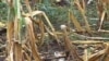 AU Leader Says Rising Food Prices Threaten Development Gains