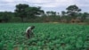 Zimbabwe Farmers Urged to Adopt Conservation Agriculture