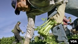 Las visas disponibles son para trabajar en agricultura y en cualquier otro oficio no relacionado con la agricultura, pero de carácter temporal o estacionario, según las necesidades del empleador.