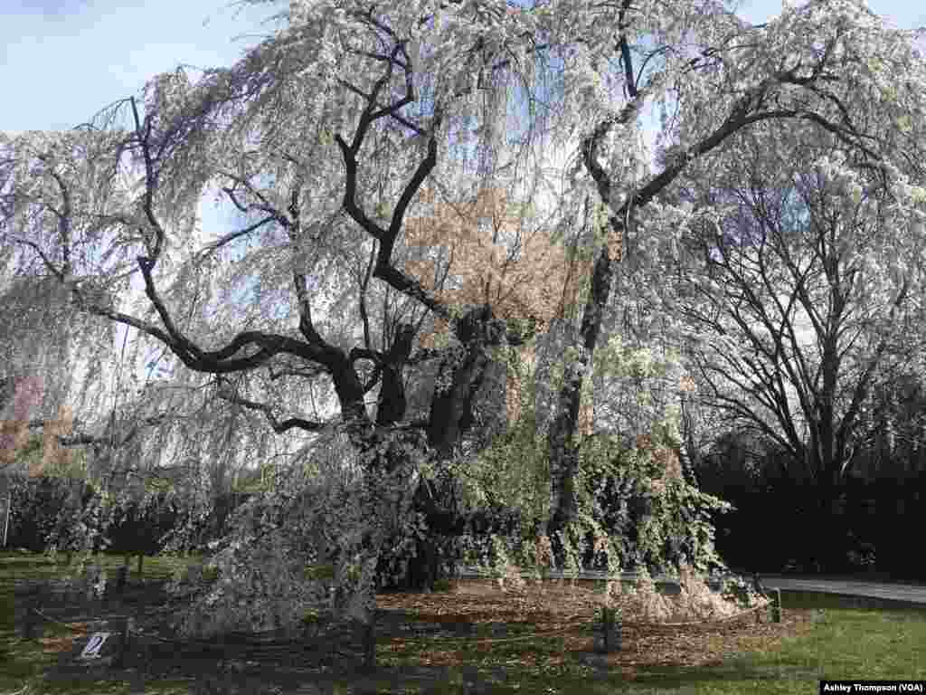 华盛顿的美国国家植物园( United States National Arboretum)的好大一棵樱花树。