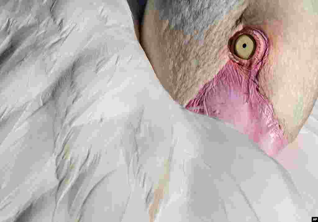 A pink flamingo relaxes with his head in his feathers at the zoo in Erfurt, Germany, Aug. 29, 2017.