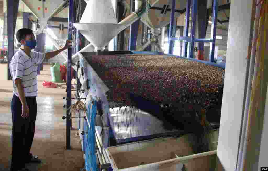 Hạt cà phê được phân loại và làm sạch tại nhà máy. (D. Schearf/VOA)