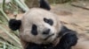 一對大熊貓很快就會啟程赴美 並在加州聖地亞哥動物園落戶