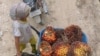 Pekerja Anak, Noda Hitam dalam Industri Kelapa Sawit Indonesia dan Malaysia 