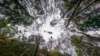 Firefighters Save Australia's 'Dinosaur' Trees