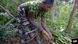 A woman tends casava in the Congo. Small farmers are having a difficult time getting access to land in the Democratic Republic of the Congo.
