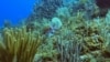 Studi Ungkap Kekayaan Kehidupan Laut di Dekat Khatulistiwa Terdampak Perubahan Iklim