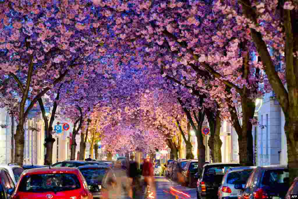 Pohon-pohon sakura yang telah berbunga di sebuah jalan di Bonn, Jerman Barat, 3 April 2014. 