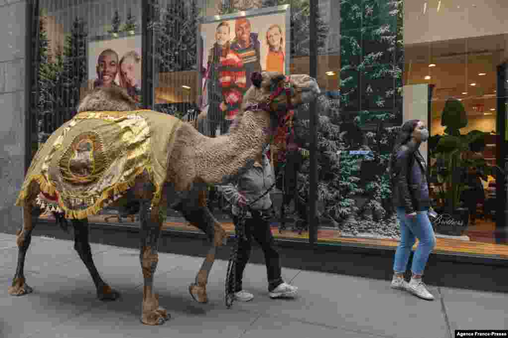 A camel is escorted down the street to the Radio City Music Hall, where camels, sheep and donkeys return for their featured role in the “Living Nativity” scene in the 2021 production of the ‘Christmas Spectacular starring the Radio City Rockettes, in New York City.