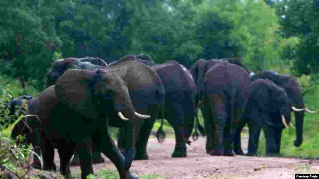Selon l'EIA (Environmental Investigation Agency), la population d'éléphants du réserve de chasse la réserve de Selous, un "patrimoine mondial protégé" couvrant 50 000 kilomètres carrés, a subi un coup à à cause du braconnage d'ivoire. La population d’éléphant a chuté de 38 975 à environ 13 000 animaux en seulement quatre ans. Sur cette photo, un troupeau d'éléphants dans la réserve de Selous, Tanzanie. (Creative Commons)