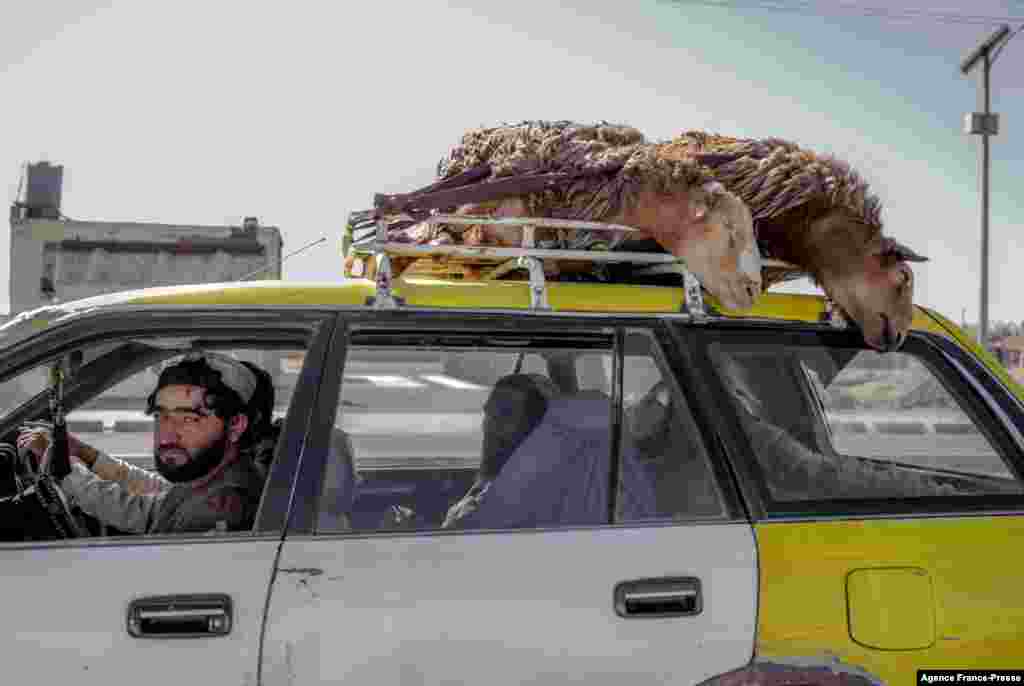 People travel in a taxi with carrying sheep on a luggage carrier in Kandahar, Afghanistan, Oct. 30, 2021.