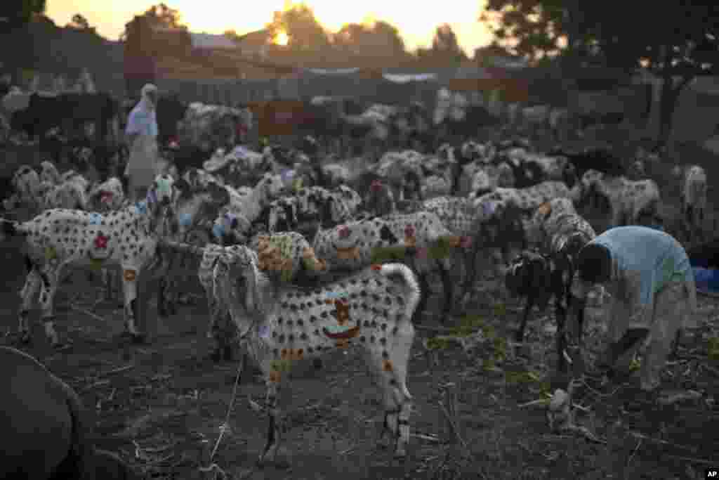 Goats are painted to attract customers while being displayed for sale by a Pakistani merchant for the upcoming Muslim holiday of Eid al-Adha, or "Feast of Sacrifice," on the outskirts of Islamabad.