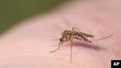 Cabo Verde tenta impedir nova epidemia de dengue