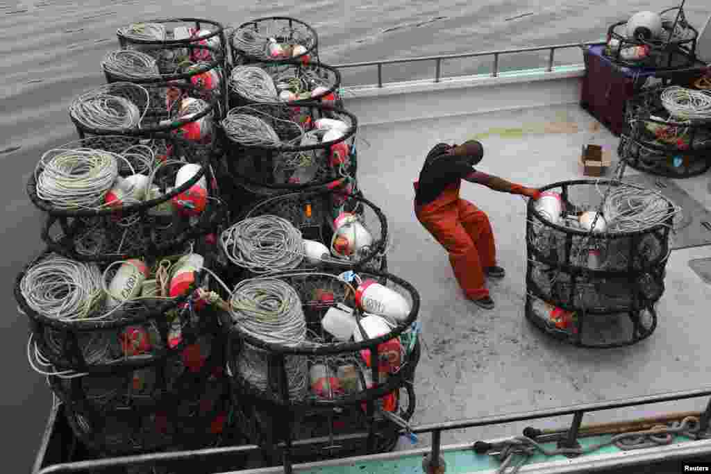 Seorang nelayan menarik wadah jebakan kepiting ke kapal nelayan di Fishermen's Wharf sebelum pembukaan perdagangan musiman kepiting Dungeness hari Jumat di San Francisco, California. Para nelayan yang melaut menghadapi peraturan pemerintah yang baru, yang membatasi jumlah jebakan kepiting yang diperbolehkan, 14 November 2013.