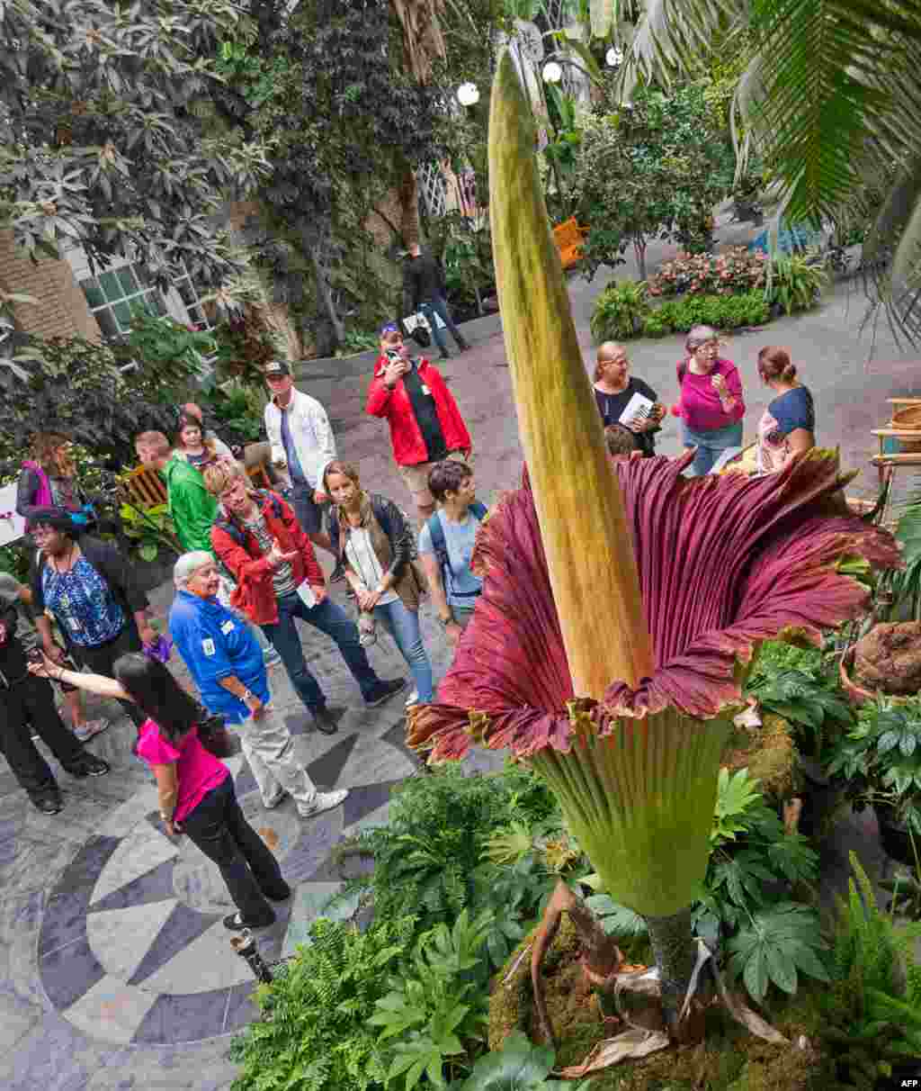 Visitors look at a blooming Corpse Flower (Titan Arum) that grew to 99.5 inches (252.7 cm) at the U.S. Botanical Garden in Washington, D.C., Aug. 29, 2017.