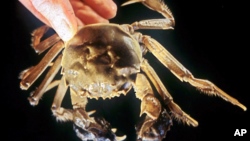Mitten crab