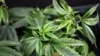 Colombia to Legalize Medical Marijuana Under Presidential Decree