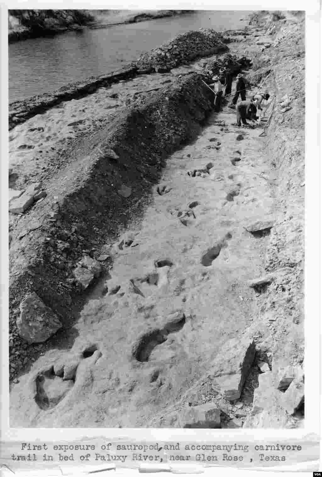 Jejak kaki di lumpur dari lebih dari 100 juta tahun lalu adalah jejak theropod berkaki tiga (kiri) dan sauropod berkaki lebar (kanan) di dasar Sungai Paluxy, Texas. (R.T. Bird dari koleksi Laboratorium Paleontologi Vertebrata, University of Texas di Austin)