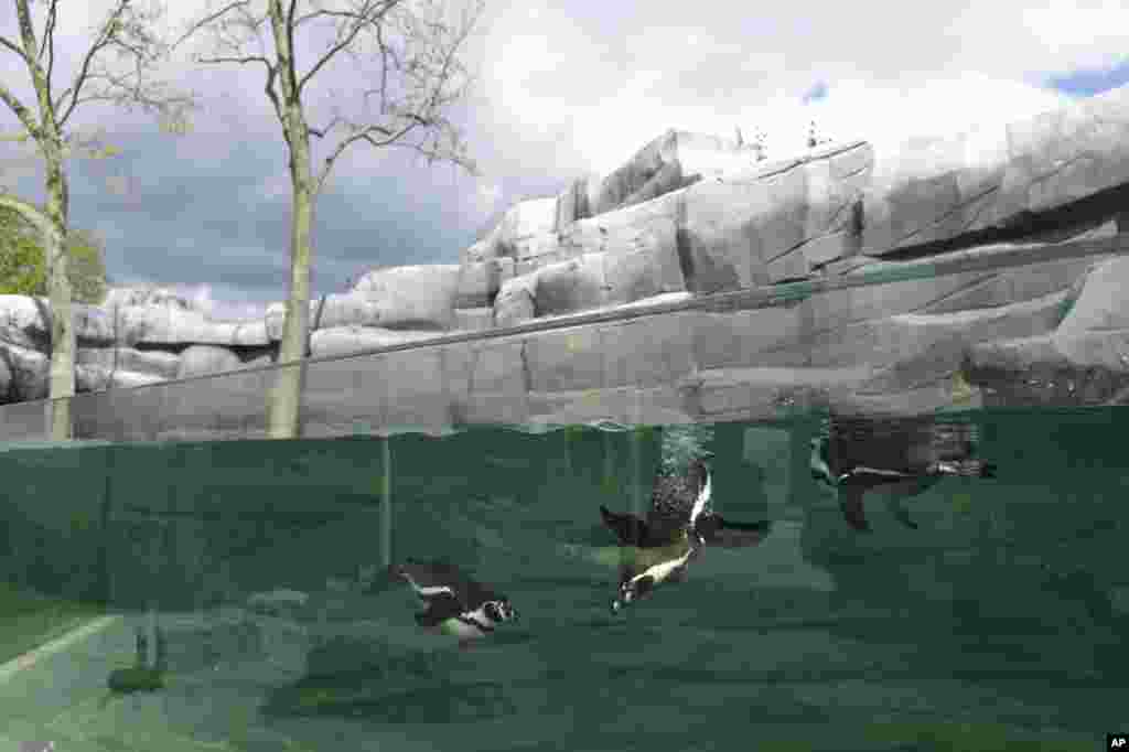 Burung-burung penguin Humboldt berenang di sebuah kolam di kebun binatang Vincennes di Paris, Perancis.