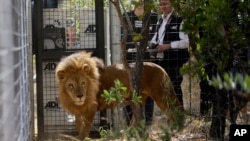 A former circus lion is released into an enclosure as Tim Phillips, ADI Campaigns Director, right, watches at Emoya Big Cat Sanctuary, in Vaalwater, northern South Africa, May 1, 2016.