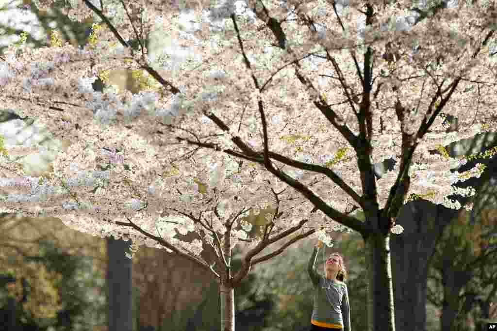 一位女士在华盛顿的国会山上拍摄樱花照片(2015年4月13日)。华盛顿樱花主要集中在潮汐湖,但别处也有。